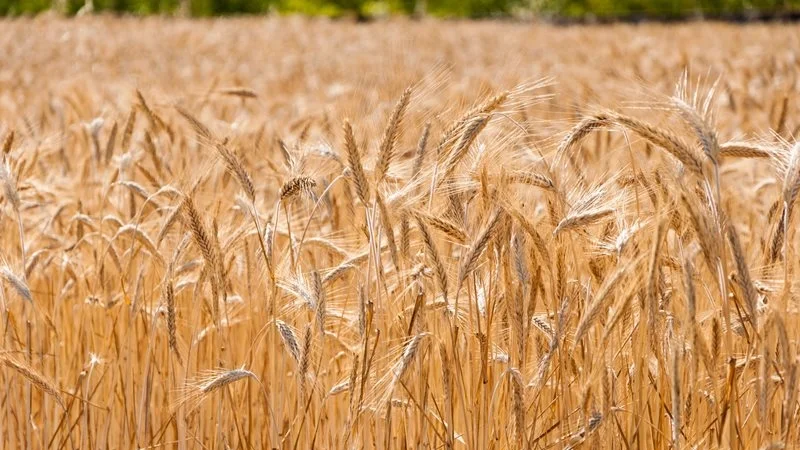 🌾 Polska zbożem stoi – stabilne zbiory, ale wyzwania rosną